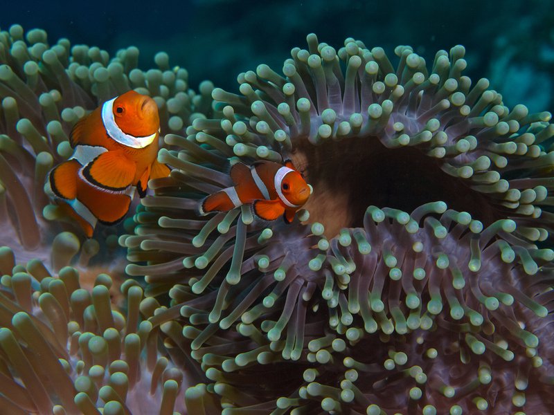 Anemone Fish, Rubiah Sea Garden